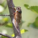 Tibicina haematodes (Red Cicada).jpg